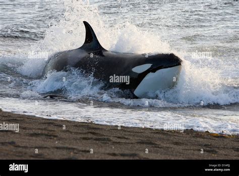 Killer Whale Hunting Seal Hi Res Stock Photography And Images Alamy