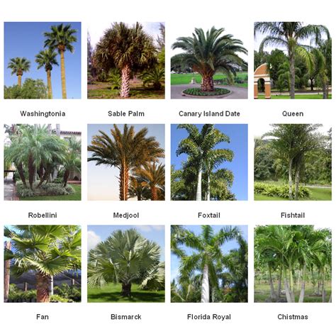 Common Palms