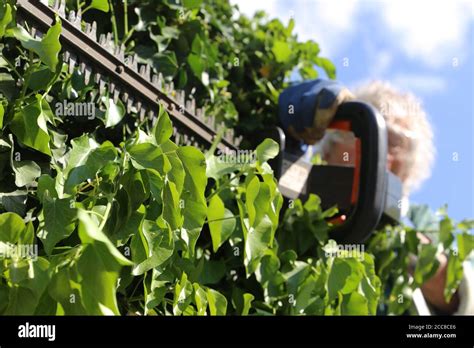 Hedges Cutting Hi Res Stock Photography And Images Alamy