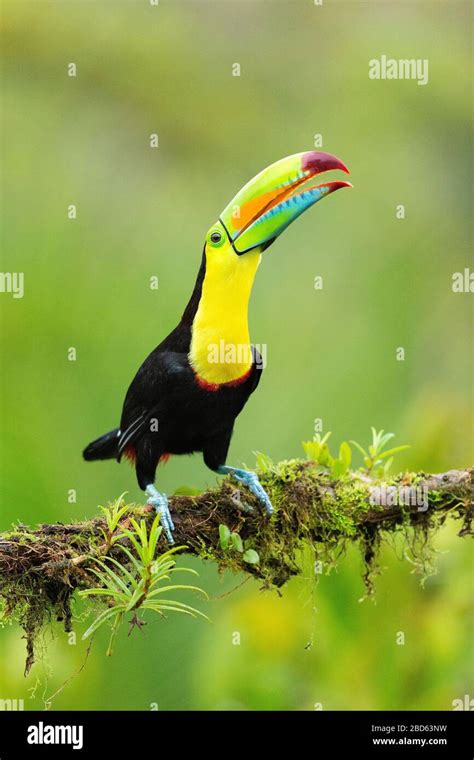 Keel Billed Toucan Ramphastos Sulfuratus Perched On A Branch In Costa