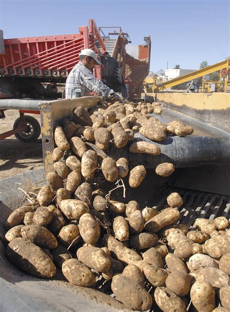 Russet Potatoes A Source Of Pride The Spokesman Review