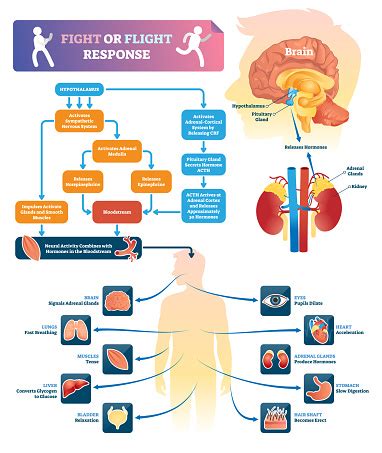 But the truth is that 'fight or flight' is only one little piece of what is known as our 'stress response system'. Fight Or Flight Response Vector Illustration Labeled Organ ...