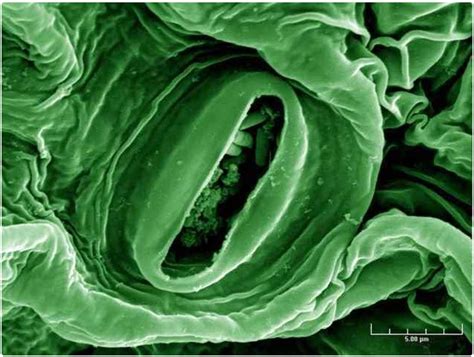 Coli against phage infection to the promise of gene therapy: Just some E-Coli on lettuce under microscope : pics