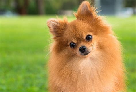 Pomeranianer 10 Ting Du Bør Vide Om Den Lille Stolte Hunderace Idényt