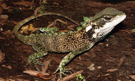 Three New Species Of Lizard Discovered Cosmos Magazine