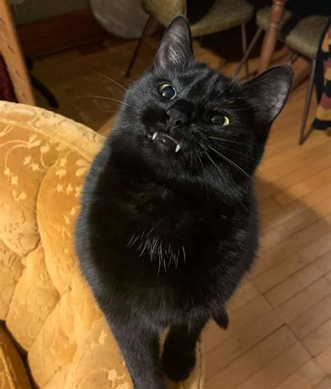 10 Pics Of That Cat Owners Photograph Cats Showing Their ‘teefies