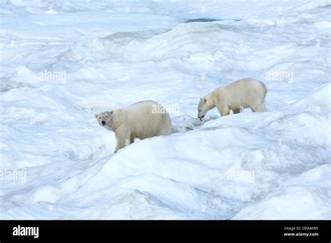 Mother Polar Bear With A Two Years Old Cub Ursus Maritimus Wrangel