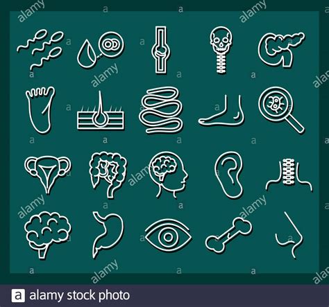Human Body Anatomy Organs Health Icons Collection Line Style Vector