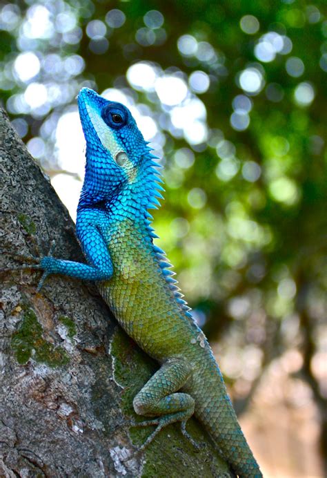 Forest Dragon Lizards Calotes Bachae Colorful Lizards Animals
