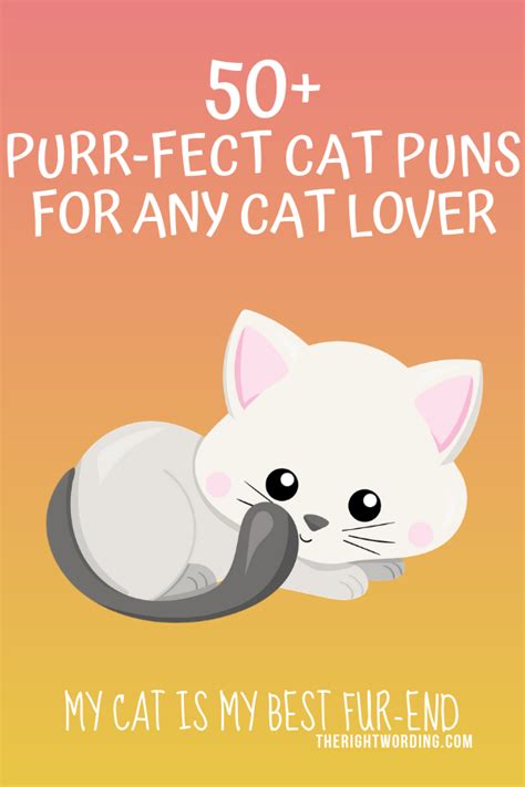 50 hiss terically purr fect cat puns for any cat lover cat puns funny cat jokes cat lovers