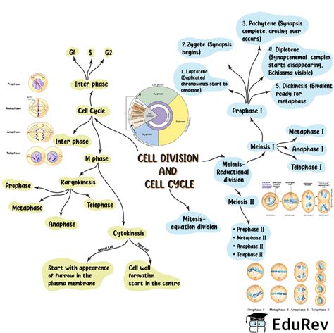 Mind Map Cell Cycle And Cell Division Notes Edurev