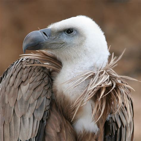 Vulture Wikipedia
