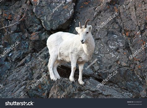 Mountain Goat Alaska Stock Photo 523380397 Shutterstock