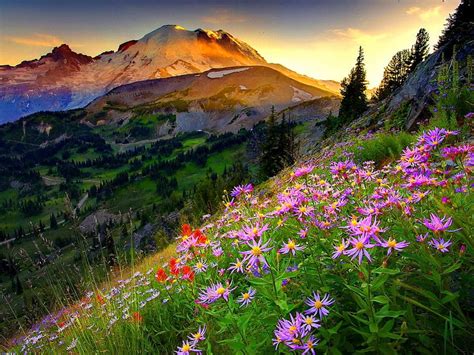 1920x1080px 1080p Free Download Mountain Slope Peaks Floral