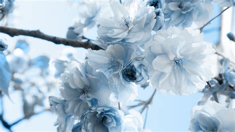 Pretty Light Blue And White Flowers Blue Flowers Hd 1920x1080