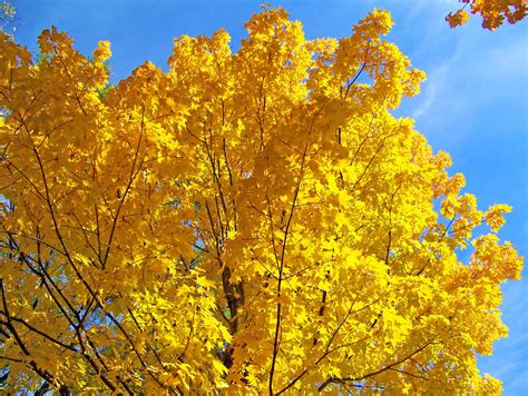 Yellow Maple Tree Branches Free Stock Photo Public Domain Pictures