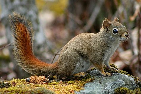 Red Squirrel Nova Scotia Canada Rwkphotos Flickr