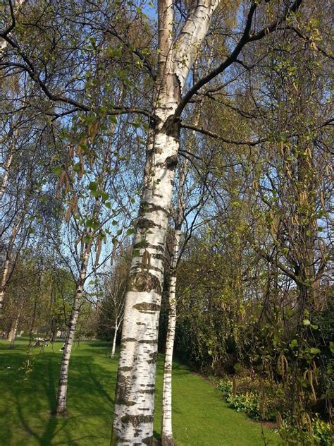 5 Silver Birch Trees 2 3ftstunning Winter Colourbetula Pendula Plants