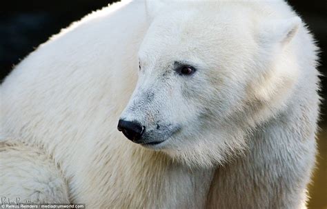 Emmen Zoo Polar Bear Appears To Be Auditioning For Shampoo Ad In