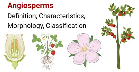 Examples Of Angiosperms And Gymnosperms Gymnosperms Classification