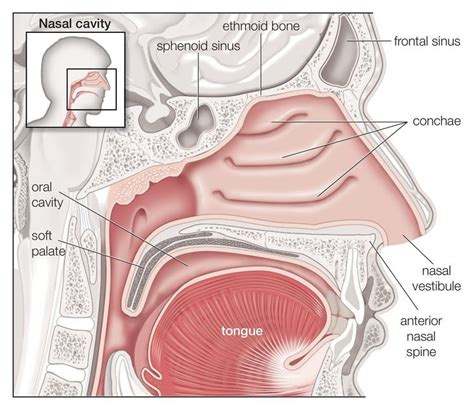 What To Expect During Your Turbinate Reduction Nasal Cavity Human