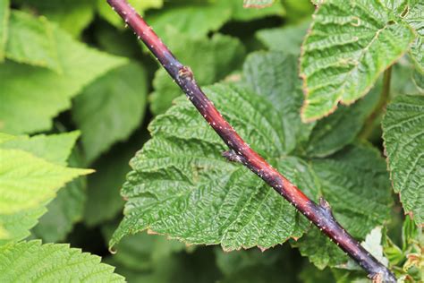 How To Spot Treat And Prevent Raspberry Diseases Food Gardening Network