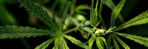 Most start with a grow space of around 3. Growing Your Own Medical Cannabis in Canada With ACMPR is ...