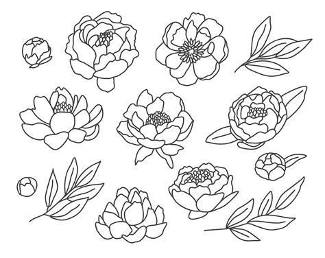 Peony Svg bundle Flower garden svg hand drawn peony plant | Etsy