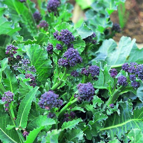 Broccoli Purple Early Purple Sprouting Seeds £160 From Chiltern