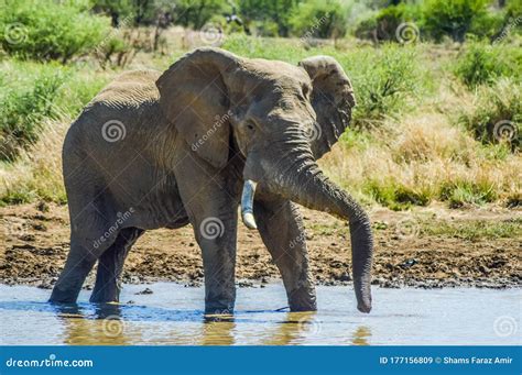 Un Elefante Solitario Macho De Musgo Que Muestra Un Comportamiento Agresivo En Una Reserva De