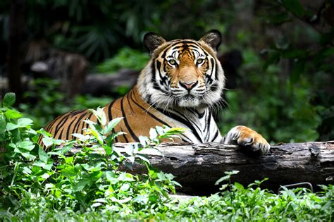 Bengal Tiger Un Maravilloso Póster De Photowall