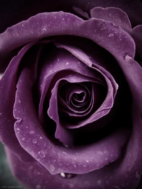 Deep Purple Rose Roses Roses Everywhere Pinterest