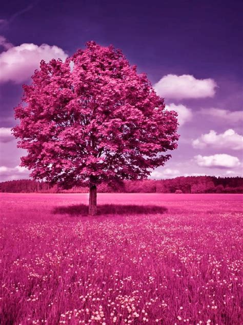 Free Download Women Track And Field Pink Tree 399559 With Resolutions