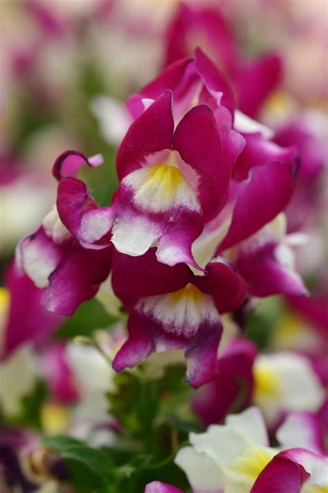 How To Grow And Care For Snapdragon Flowers Hgtv