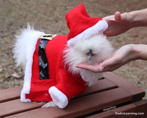 11 Adorable Animals In Santa Hats That You Need To See Today