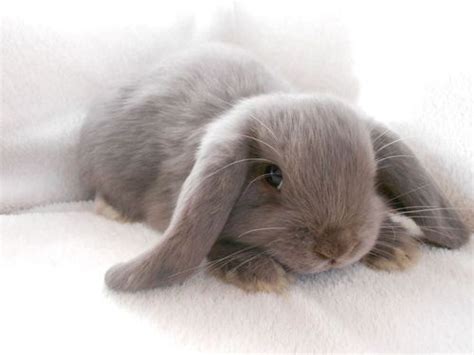 Bunnies Bunny Cozy Cute Grey Image 3533347 By Kristyd On
