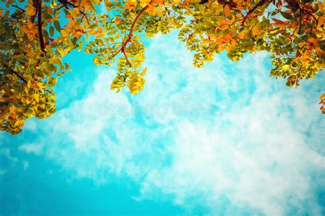 Vintage Photo Of Autumn Tree With Blue Sky Stock Photo Image Of Green