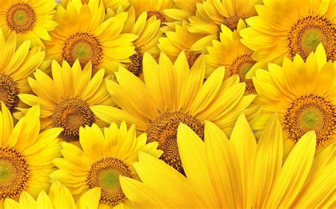 Sunflower Wallpapers Full Hd Wallpaper Search Page 6 Sunflower