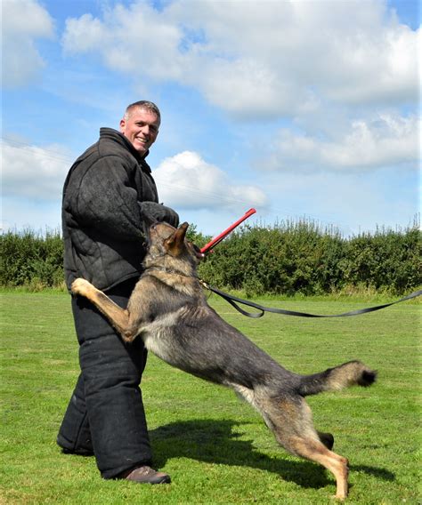 Protection Dog Training K9 Protector Uk