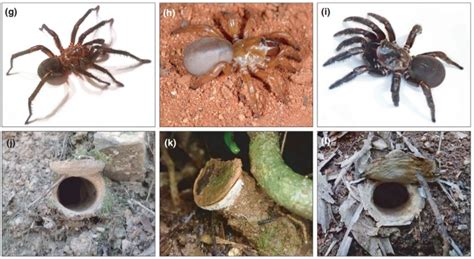 An Entire New Genus Of Trapdoor Spiders Has Been Discovered In