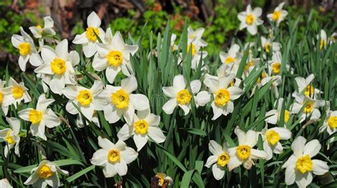 2447239 Spring Flowers Photos Free And Royalty Free Stock Photos From