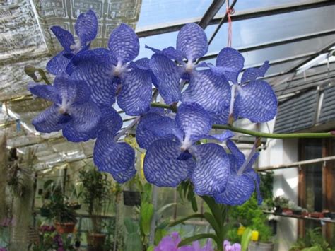 Кусочек неба на окне Фото и описание голубых орхидей На земле Пульс