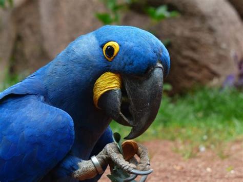 Translations of the word omnivores from english to russian and examples of the use of omnivores in a sentence with their translations: Are Parrots Omnivores, Herbivores Or Carnivores? - Beak Craze