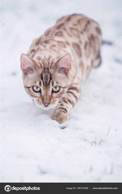 Snow Lynx Bengal Lupon Gov Ph