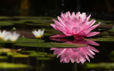 Lily Pad Wallpapers 42 Images Inside