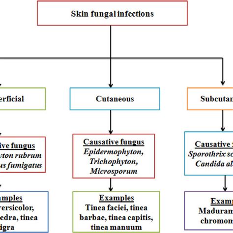 Role Of Liposomes In Effective Elimination Of Skin Fungal Infections