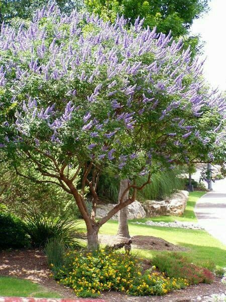 42 Best Small Zone 7 Trees Images On Pinterest Shrubs Zone 7 And Shrub