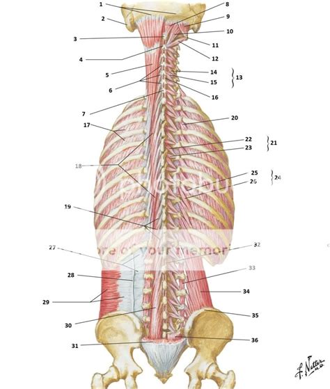 Back Muscles Diagram Unlabeled Diagram Muscles Diagra