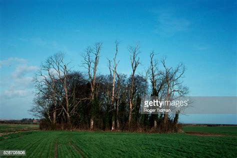 Dutch Elm Disease Photos And Premium High Res Pictures Getty Images