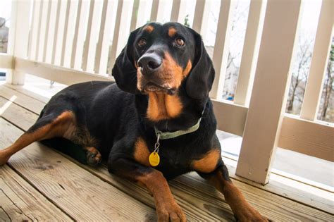 Black And Tan Coonhound Dog Breed Information All About Dogs